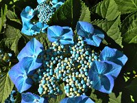Fleurs