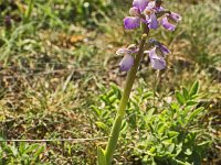 Orchis bouffon rose