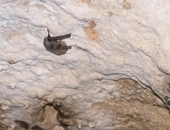 Chauve-souris