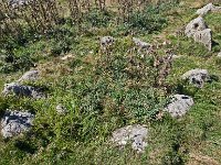 Cromlech