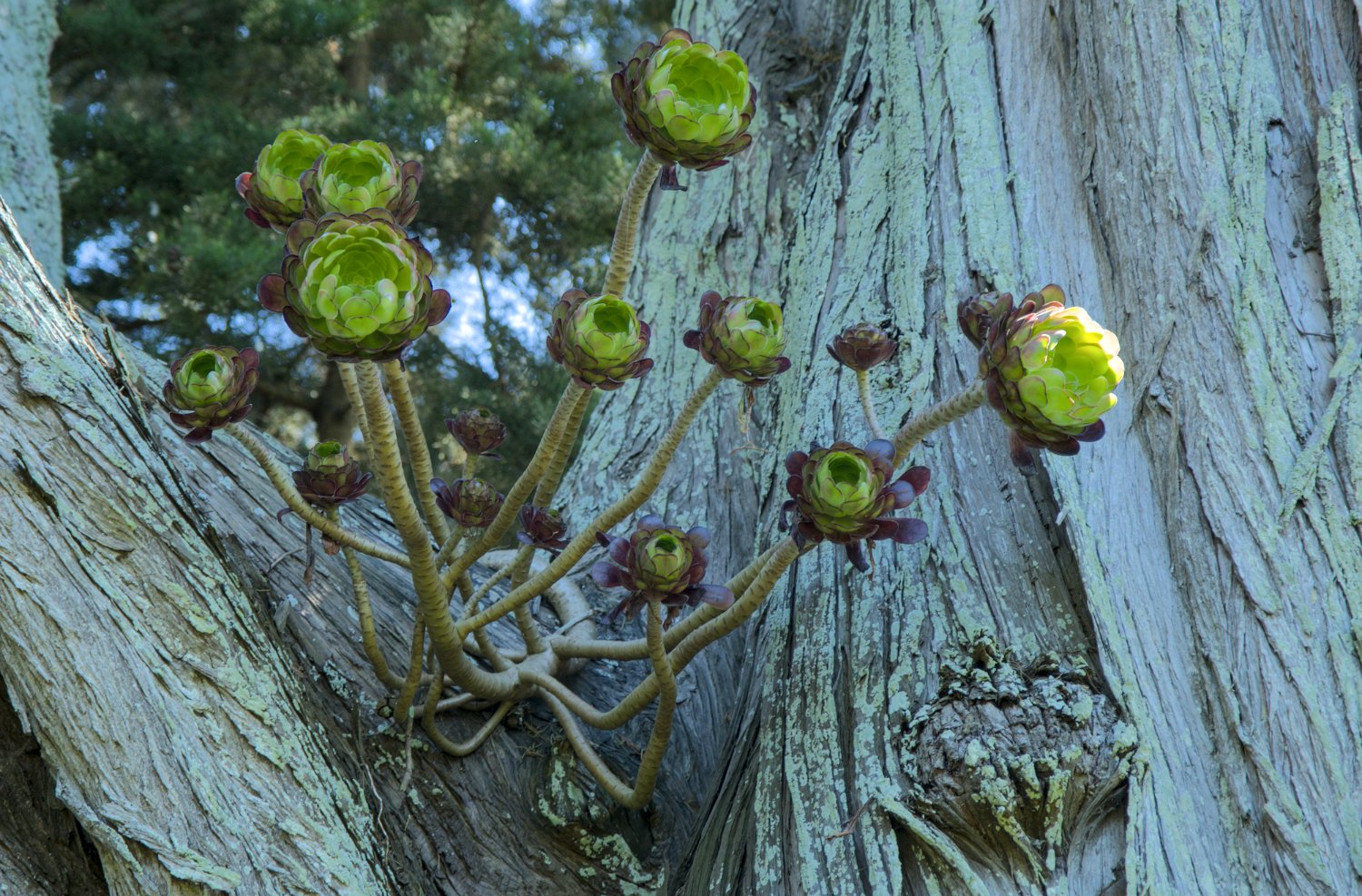 Aéonium