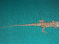 Gecko