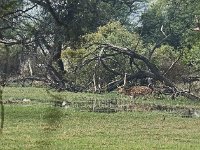 Cerf axis mâle