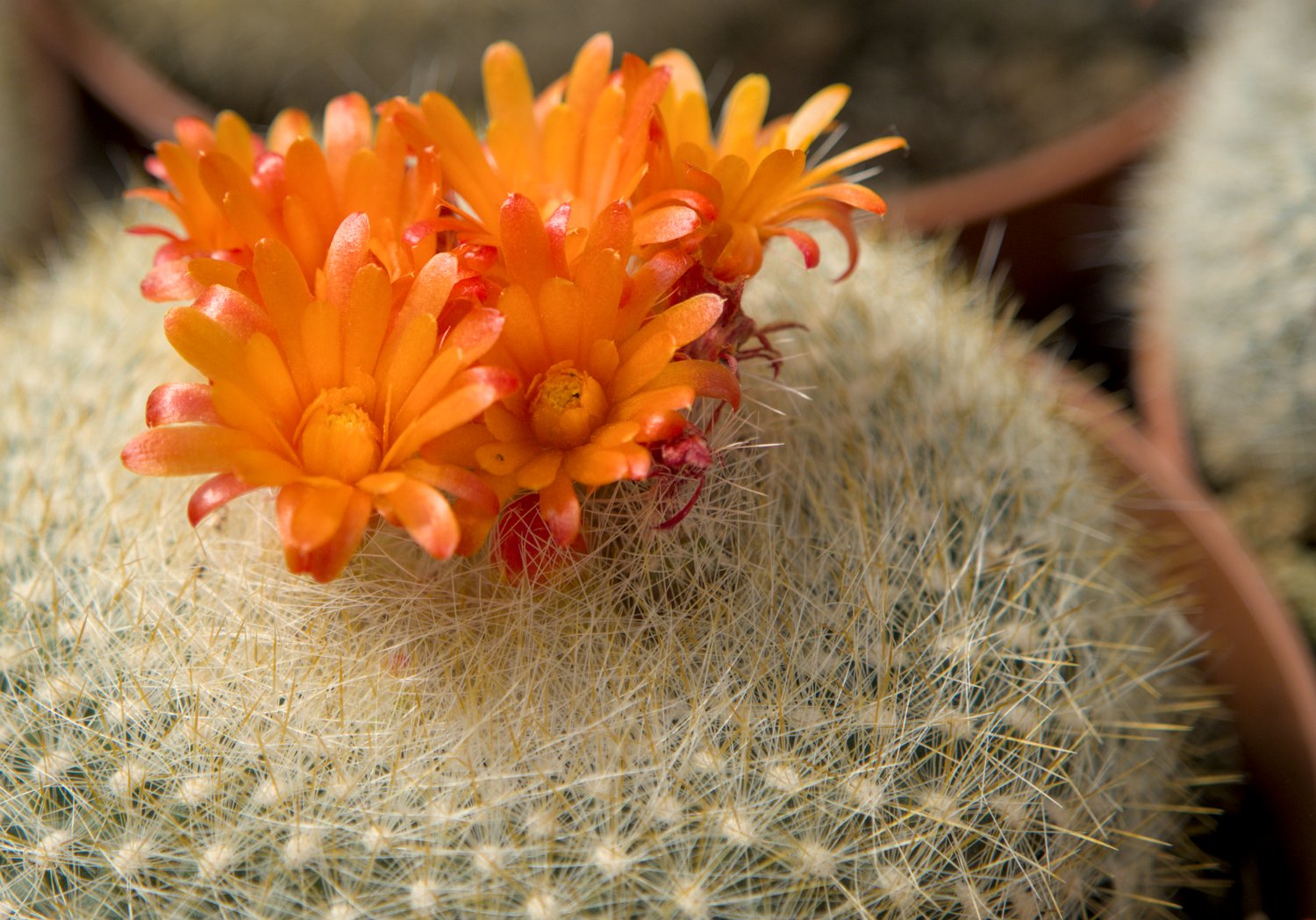 Pardia haselbergii