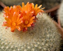 Pardia haselbergii