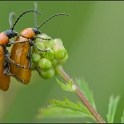 accouplement