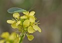Chrysope verte