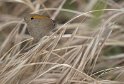 Amarillis marron