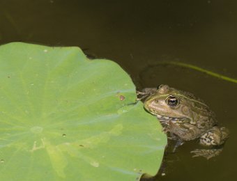 Grenouille verte