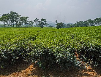 Plantation de thé