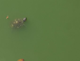 Tortue aquatique