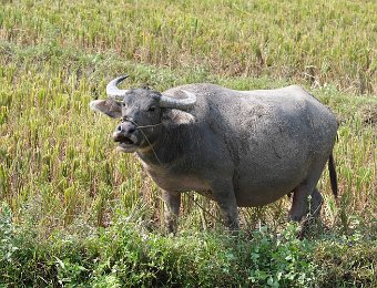 Buffle